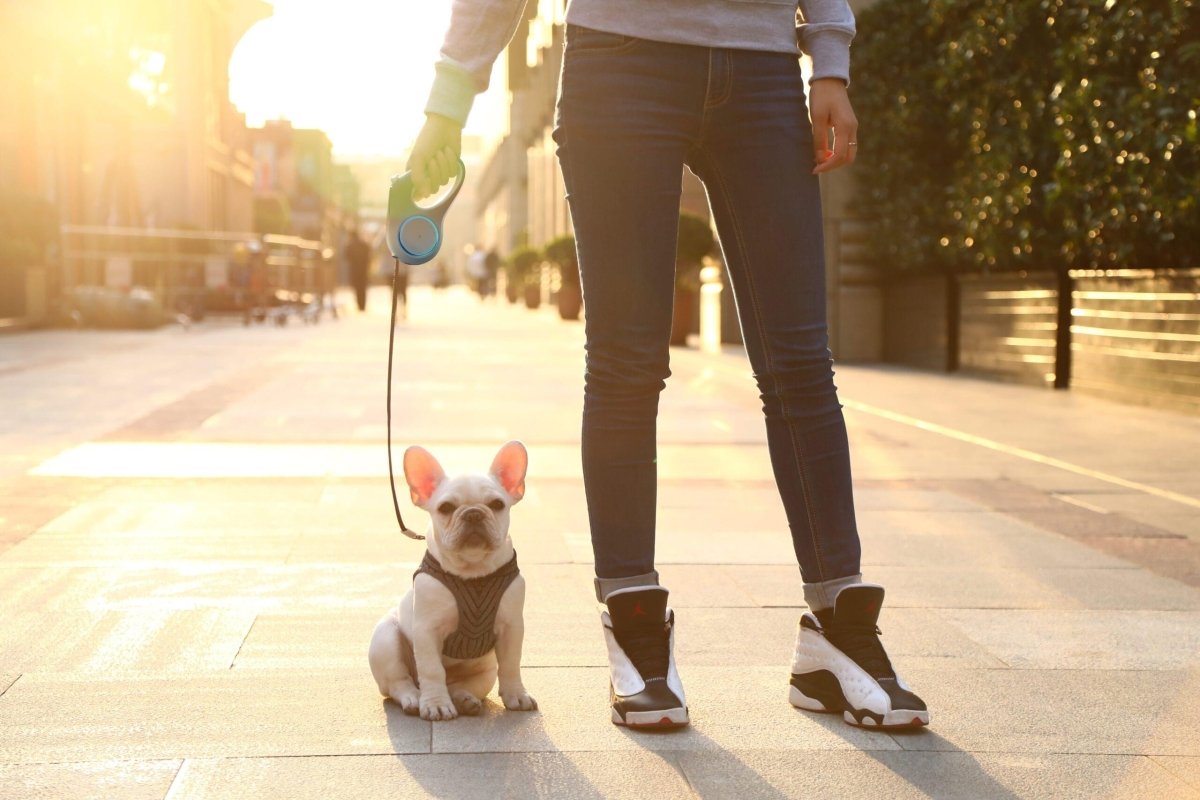 PETKIT Go Shine Dog Retractable Leash - 3m - TeqClub.com
